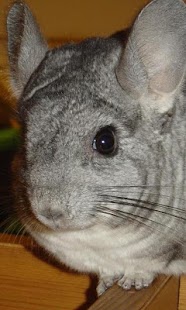 Chinchilla Wallpapers Screenshots 3