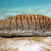 Elephant Trunkfish