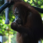 Sumatran Orangutan