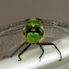 Green Dragonfly (Green Darner)