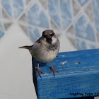 House sparrow (male, summer)