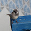 House sparrow (male, summer)