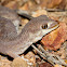 Fat-tailed Gecko