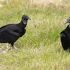 Black Vulture