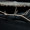 The Walking Stick Insect