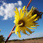 Compass plant