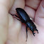 Common stag beetle