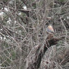 American Kestrel