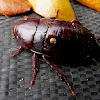 Wingless cockroach