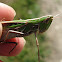 Admirable Grasshopper