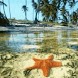 Starfish In Caribbean Beach