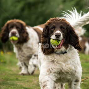 by Adele Price - Animals - Dogs Playing