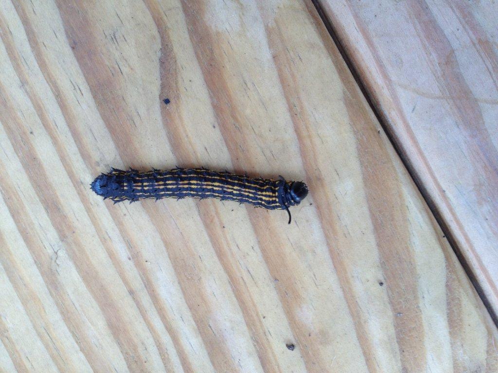 orange striped oakworm caterpillar