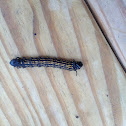 orange striped oakworm caterpillar