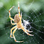 cross orb weaver