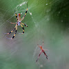 Golden-Silk Orb Weaver Spider