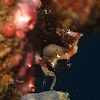Severensi Pygmy Seahorse