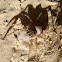Jumping spider. Araña gris
