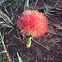 Monsoon Lily orFireball