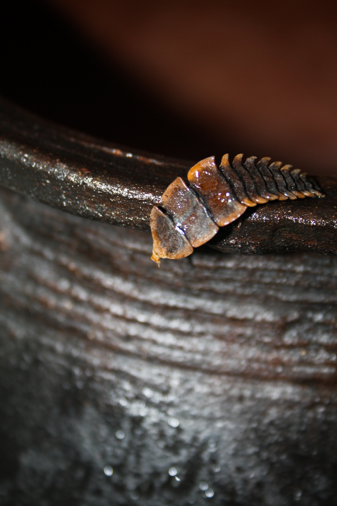 Fire fly larva (Lampyridae)