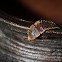 Fire fly larva (Lampyridae)