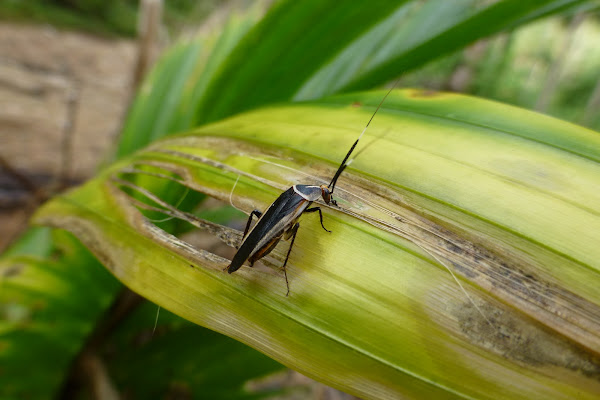 Cockroach | Project Noah