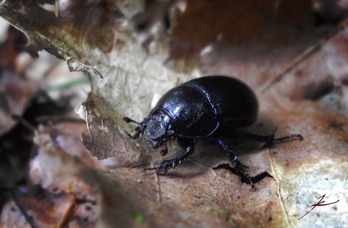 Forest Dung Beetle