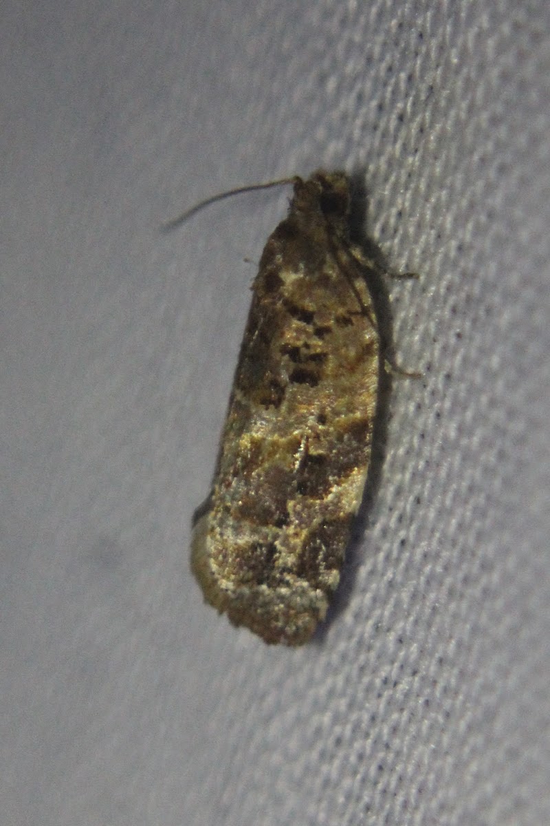 Unknown Tortricid Moth