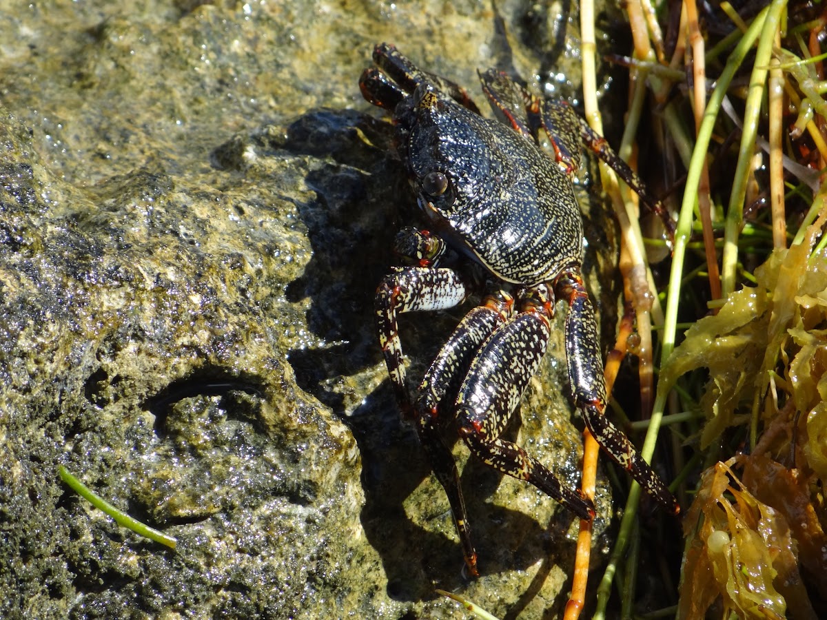 Thin-shelled rock crab