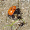 Convergent Line Lady Beetle