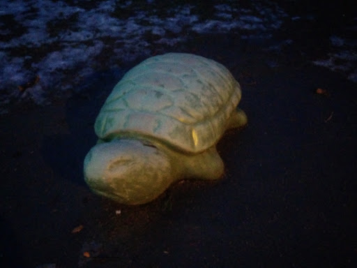 Angry Tortoise