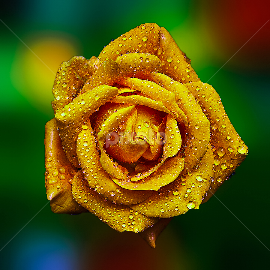Yellow Rose by TEDDY ZUSMA - Flowers Single Flower