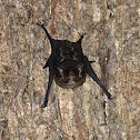 Greater Sac-winged Bat