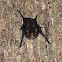 Greater Sac-winged Bat
