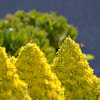 Aeonium holochrysum