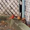 Northern Cardinal - male and female