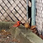 Northern Cardinal - male and female
