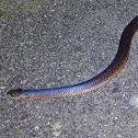 King Brown or Mulga Snake