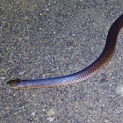 King Brown or Mulga Snake