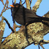Black Bird(Melro)