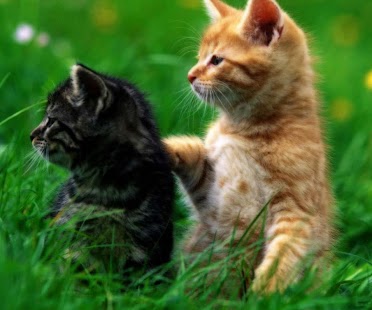 download Cute Cats free