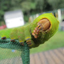 Polyphemus Moth