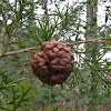 Cedar-apple rust