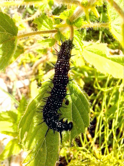 Peacock (caterpillar)