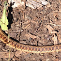 Pacific gopher snake