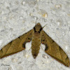 Streaked Sphinx Moth