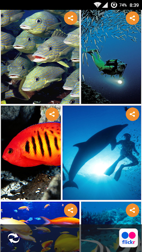 Deep Sea Animals Wallpapers HD