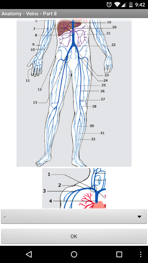 Anatomy - Veins - Android Apps on Google Play