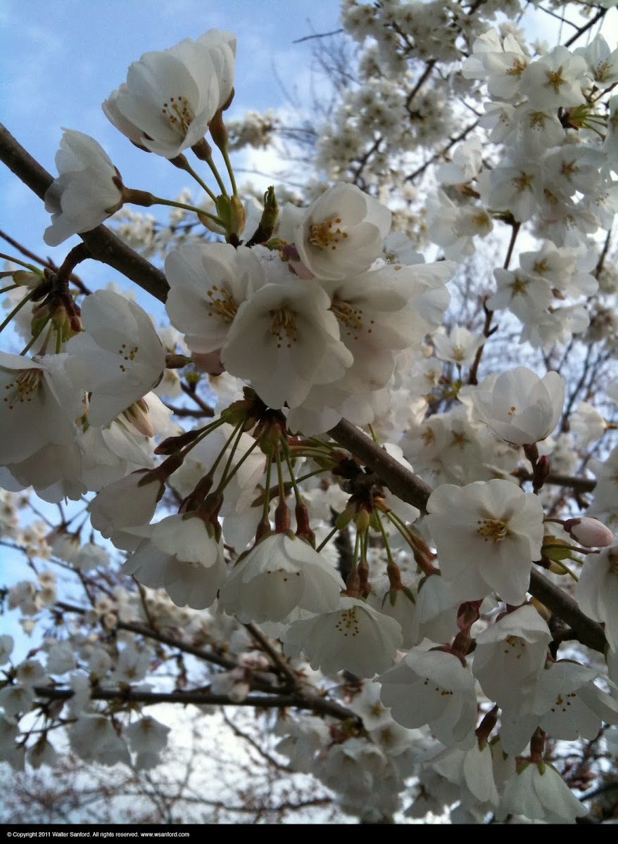 Cherry blossoms (light snow)