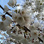 Cherry blossoms (light snow)